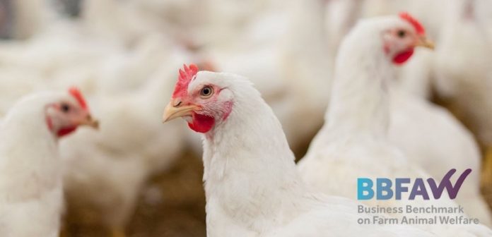 Animal welfare