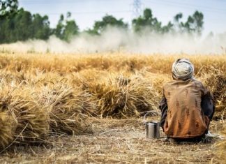Wheat and rice procurement picks up pace amid lockdown Procurement