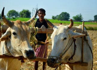 Agriculture Infrastructure Fund