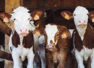 Fonterra