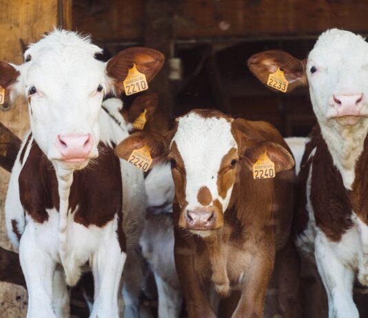 Fonterra