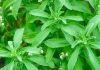 stevia leaves