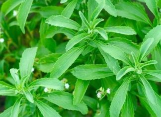 stevia leaves