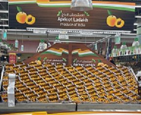 Ladakh apricots