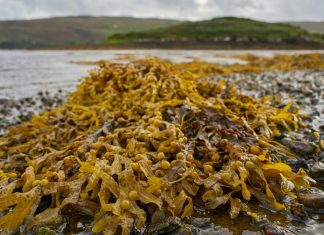Seaweed