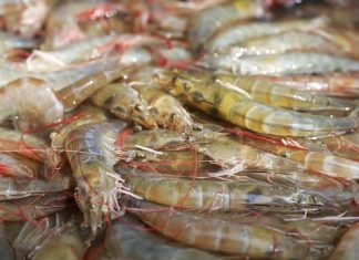 Shrimp world