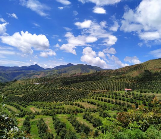 Westfalia’s color of green — avocados to carbon neutrality Westfalia