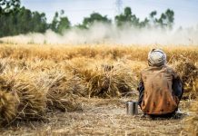 Rising heat threatens India’s agriculture – UN report agriculture