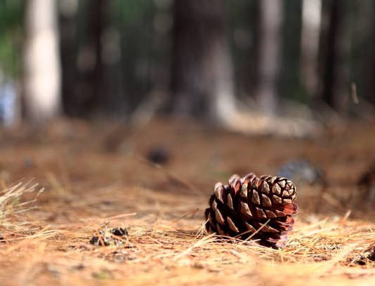 IIT Roorkee develops packaging material from pine needle waste IIT Roorkee develops packaging material from pine needle waste