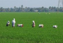 Rice paddy fields in India Photo Wikkicommons