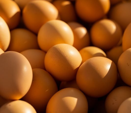Egg