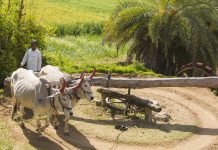 Economic Survey flags India’s agriculture resilience, food security and rising concerns agriculture