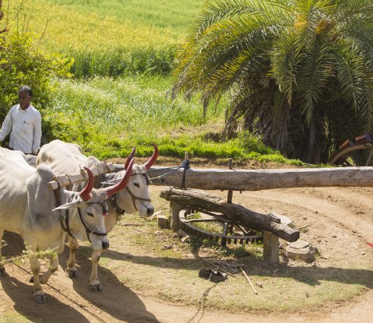 Economic Survey flags India’s agriculture resilience, food security and rising concerns agriculture
