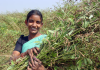 pigeonpea