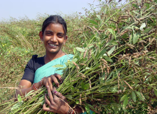 pigeonpea