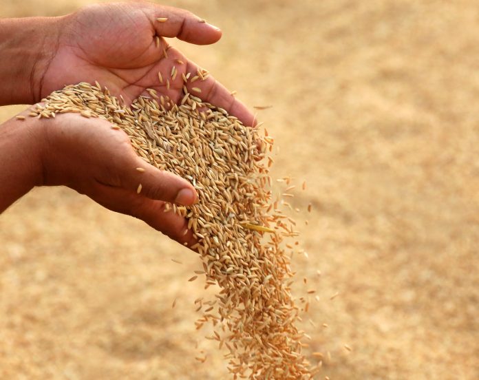 Hand holding golden paddy seeds food processing