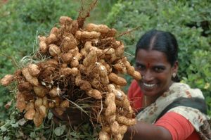 ICRISAT