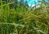 foodgrain