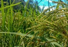 El Niño and low rain — India lowers 2026-27 foodgrain target foodgrain