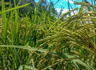 El Niño and low rain — India lowers 2026-27 foodgrain target foodgrain