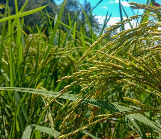 foodgrain