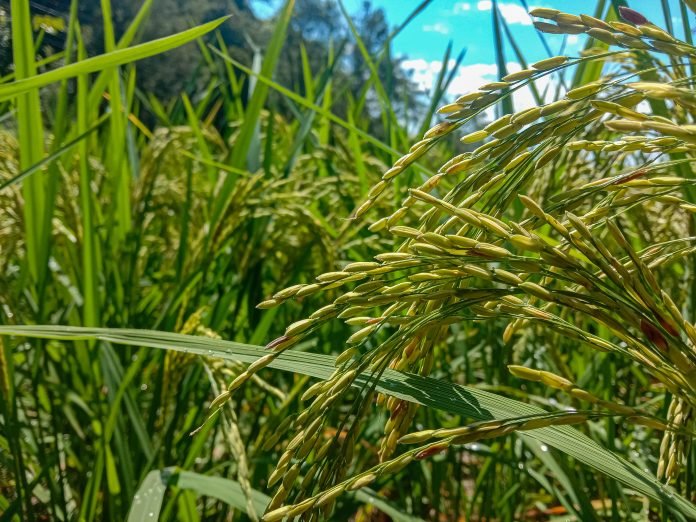 foodgrain