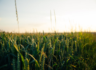 crops