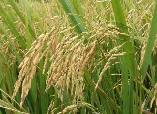 Kharif