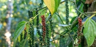 black pepper