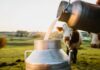 dairy