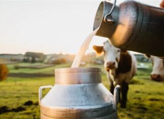 dairy