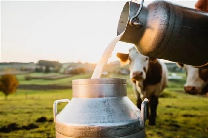 dairy dairy