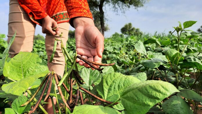 Indian female farmer collecting moong beans from trees in fields food