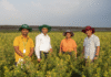 pigeonpea