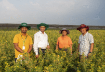 pigeonpea