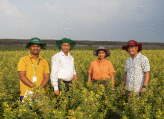 pigeonpea