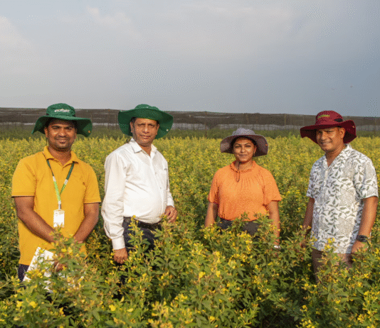pigeonpea