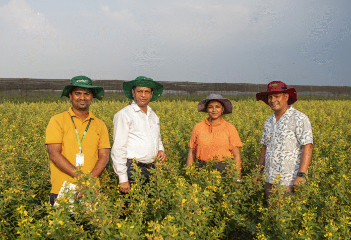 image pigeonpea