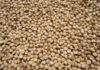 closeup view of a white millet (sorghum) Jowar is commonly called by various names across India- jwaarie, jowar, jola, or jondhalaa and is used to make bhakri, jowar roti, or jolada rotti