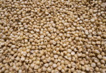 closeup view of a white millet (sorghum) Jowar is commonly called by various names across India- jwaarie, jowar, jola, or jondhalaa and is used to make bhakri, jowar roti, or jolada rotti
