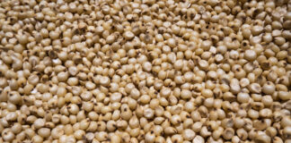 closeup view of a white millet (sorghum) Jowar is commonly called by various names across India- jwaarie, jowar, jola, or jondhalaa and is used to make bhakri, jowar roti, or jolada rotti