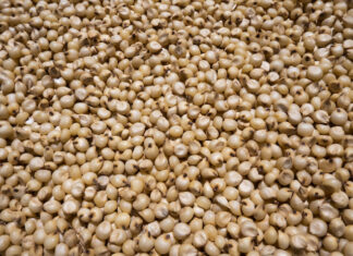 closeup view of a white millet (sorghum) Jowar is commonly called by various names across India- jwaarie, jowar, jola, or jondhalaa and is used to make bhakri, jowar roti, or jolada rotti
