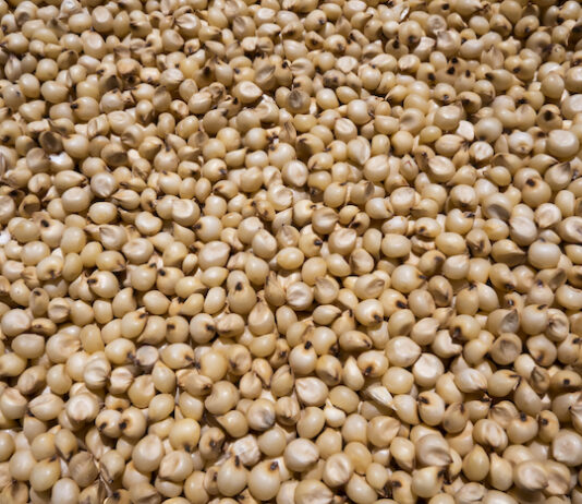 closeup view of a white millet (sorghum) Jowar is commonly called by various names across India- jwaarie, jowar, jola, or jondhalaa and is used to make bhakri, jowar roti, or jolada rotti