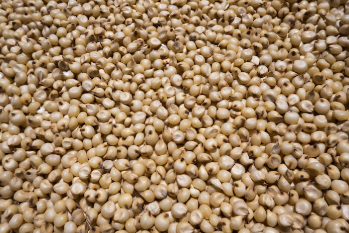 closeup view of a white millet (sorghum) Jowar closeup view of a white millet (sorghum) Jowar is commonly called by various names across India- jwaarie, jowar, jola, or jondhalaa and is used to make bhakri, jowar roti, or jolada rotti