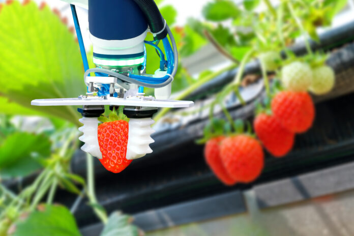 Agriculture technology , artificial intelligence concepts, Farmer use smart farm automation robot arm assistant image processing for harvest strawberry , replace worker and increase precision. food