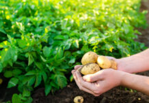 Representative image of potato farm Photo Cropin