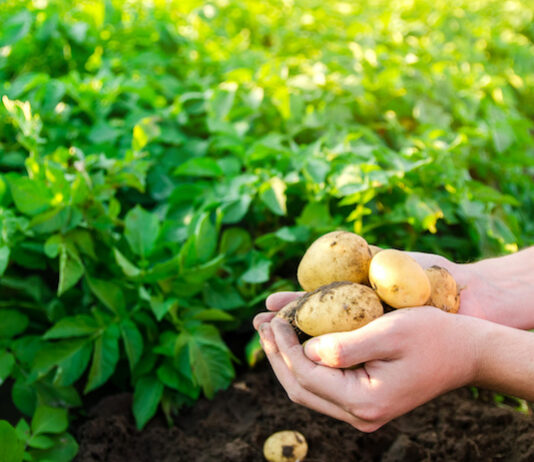 Representative image of potato farm Photo Cropin