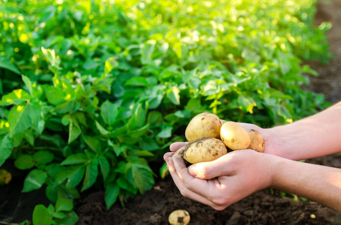 Representative image of potato farm Photo Cropin
