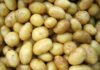 Surge in Indian processed potato exports to Southeast Asia potato