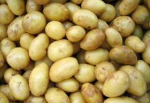 Surge in Indian processed potato exports to Southeast Asia potato